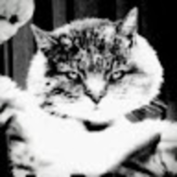 averybadkat